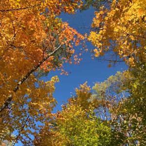 Meet your Posher, Viola